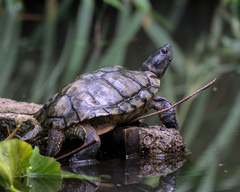 Trachemys scripta