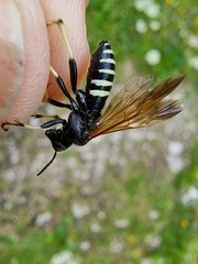 Tenthredo segmentaria