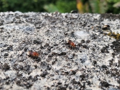 Tetragonilla atripes