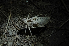 Epophthalmia elegans