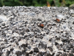 Tetragonilla atripes