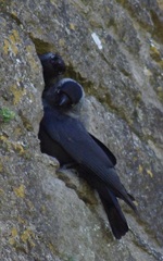Corvus monedula