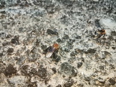 Tetragonilla atripes