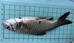 Systomus orphoides