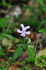 Impatiens kinabaluensis