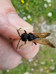 Tenthredo segmentaria