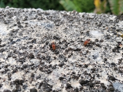 Tetragonilla atripes