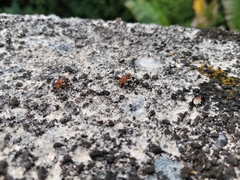 Tetragonilla atripes