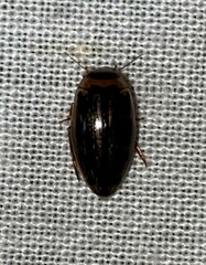 Coptotomus longulus lenticus