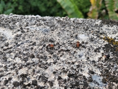 Tetragonilla atripes