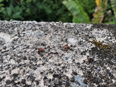 Tetragonilla atripes