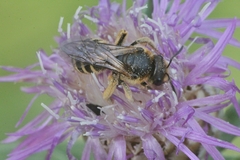 Halictus patellatus