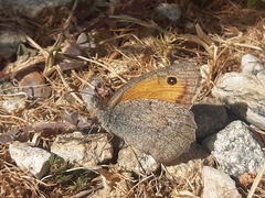 Hyponephele lycaon