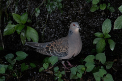 Streptopelia orientalis
