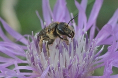 Halictus patellatus