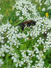 Tenthredo segmentaria