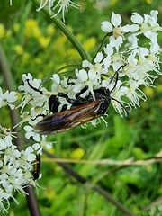 Tenthredo segmentaria