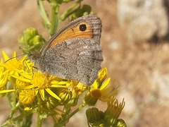 Hyponephele lycaon
