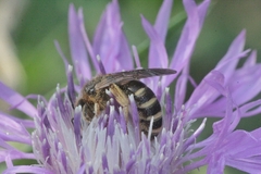 Halictus patellatus