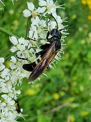 Tenthredo segmentaria