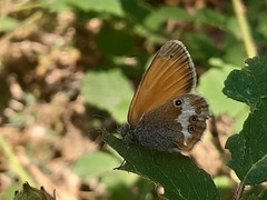 Coenonympha arcania