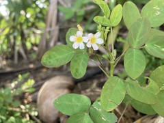 Oxalis barrelieri