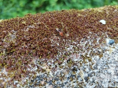 Tetragonilla atripes