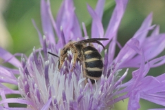 Halictus patellatus