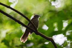 Alophoixus ochraceus