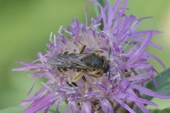 Halictus patellatus