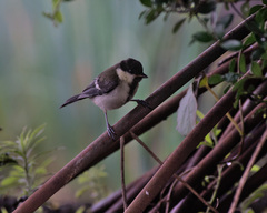 Parus minor