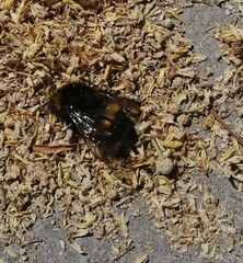 Bombus ruderatus
