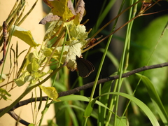 Aphantopus hyperantus