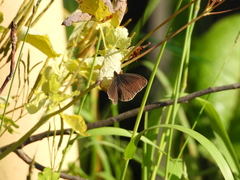 Aphantopus hyperantus