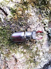 Lucanus cervus cervus