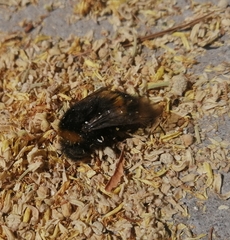 Bombus ruderatus