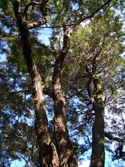 Nothofagus solandri