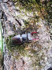 Lucanus cervus cervus