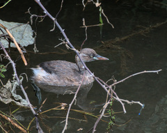 Tachybaptus ruficollis