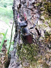 Lucanus cervus cervus