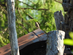 Phoenicurus phoenicurus