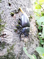 Lucanus cervus cervus