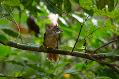 Alophoixus ochraceus