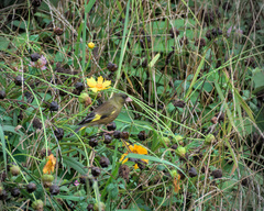 Chloris sinica