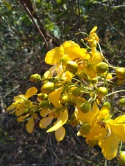 Senna singueana