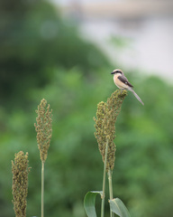 Lanius bucephalus