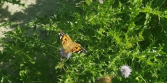 Vanessa cardui