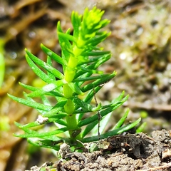 Hippuris vulgaris