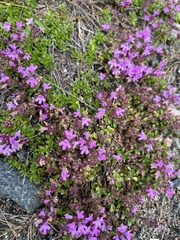 Thymus subarcticus