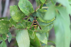 Nokona pilamicola